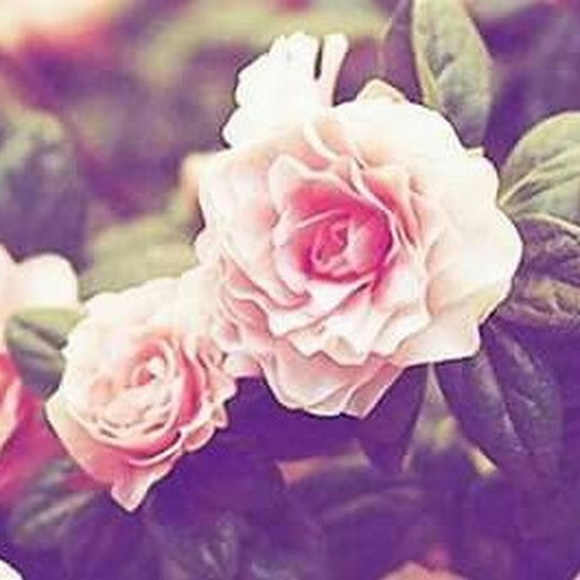 Meet your Posher, Stephanie - Picture 1 of 1